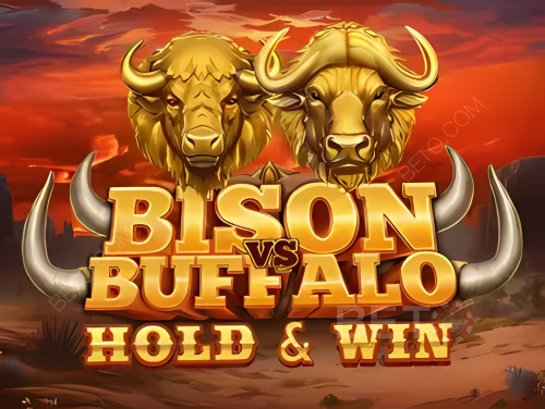 Bison vs Buffalo